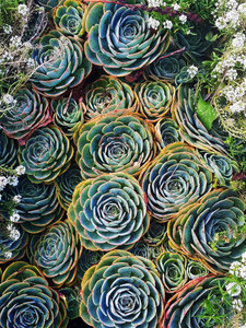 Hens and Chicks
