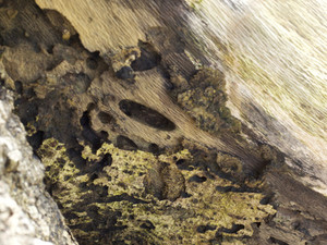 "Natures language" 3