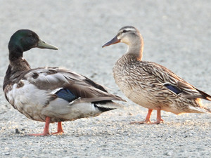 The couple