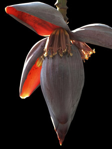 Banana Bud 5