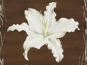 Brown Lily