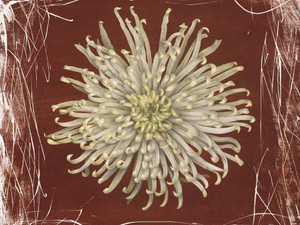 Red Mum