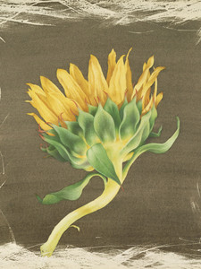 Sunflower Drying