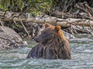 Bear Bath
