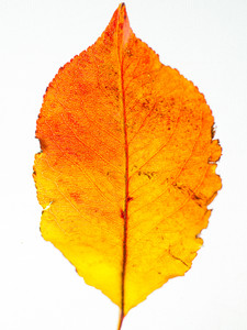Elemental Autumn 2
