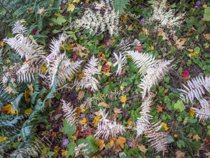 Autumn Ferns 1