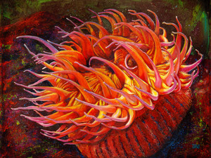 Sea Anemone​