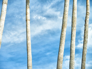 Palm Trees 1416