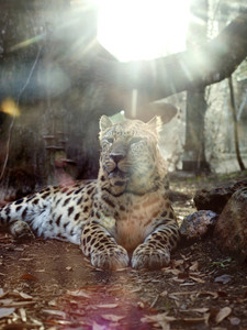 Cheetah in a Sun Flare