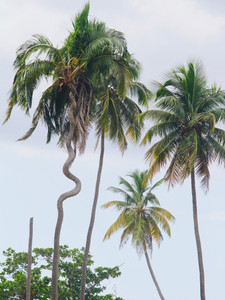 Crooked Palm