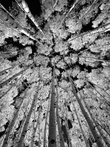 Aspens​​