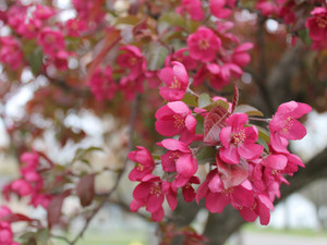 Fuchsia Flowers
