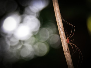 Grandaddy Longleg