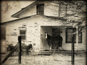 Horse on the Porch