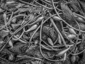b&w seaweed and kelp
