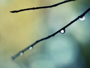 Water Droplets