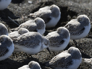 Baby Seagulls