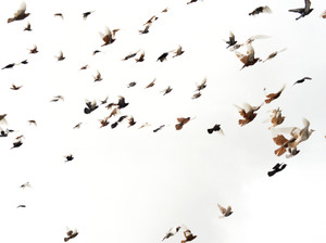 Flight (2 of 2)