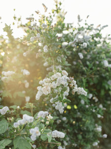 Coastal Blooms