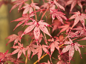 Japanese Maple​​