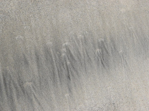 Sands of Oceanside #24