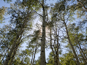 Aspen
