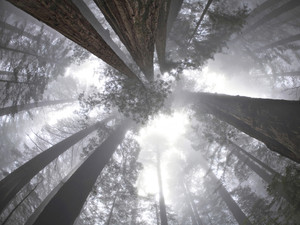 Foggy Redwoods