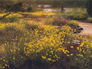 Yellow Daisies on Stone Mountain 05AK0909068