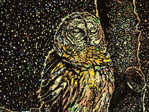 Barred Owl Philadelphia Freedom