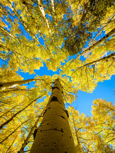 Aspens Flowing To the Sky