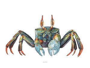 Colorful Ghost Crab