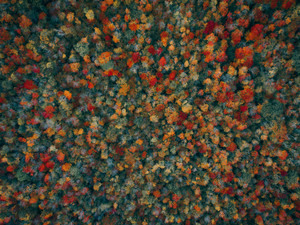 Autumn Colors​