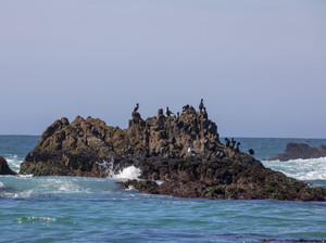 Birds at Monterey Bay