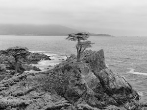 Cypress Point in B&W