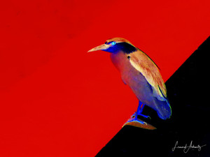 Little Blue​