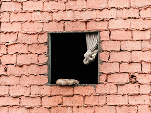 Window cat