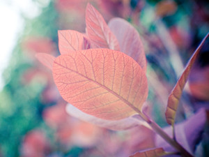Natures watercolor