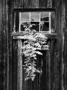 Old Barn Window, B&W Infrared