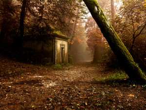 The enchanted trail