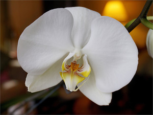 Butterfly Orchid II