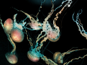 Cnidarians IV