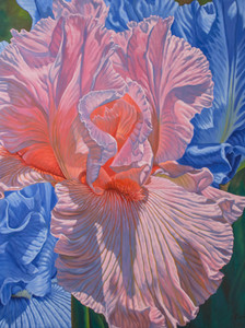 Floralscape, 1: Pink and Blue Irises