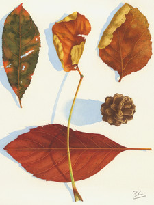Autumn Assortment