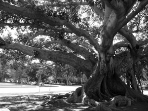 Moreton Bay Fig Tree, Beverly Hills, CA