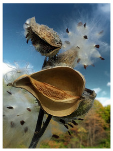 Milk Weeds