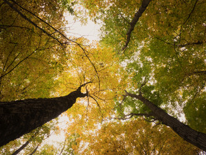 Look Up​