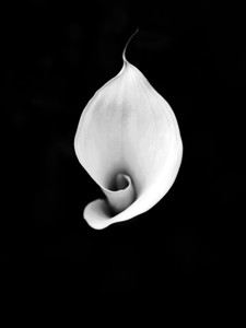 Cala Study 3