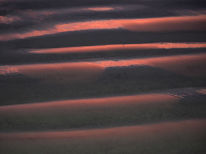 Rows of Pink