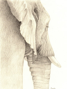Elephant III