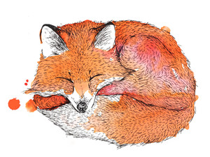 Napping Fox